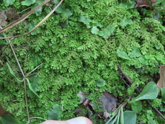 Trichocolea tomentella