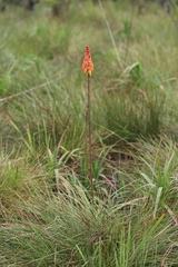 Kniphofia vandeweghei