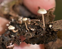 Collybia