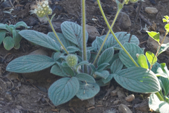 Phacelia