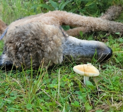Russula