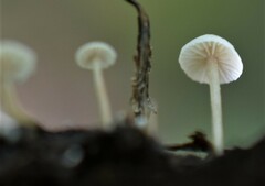Collybia