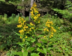 Solidago macrophylla