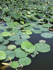 Nelumbo lutea