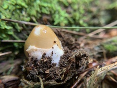 Amanita fulva