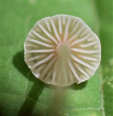 Collybia