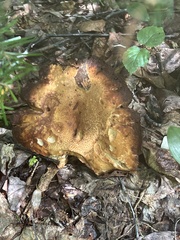 Boletinellus merulioides