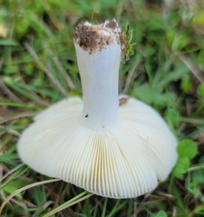 Russula