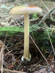 Amanita fulva