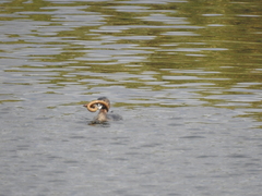 Synbranchus marmoratus