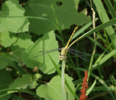 Onychogomphus forcipatus