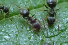 Lasius