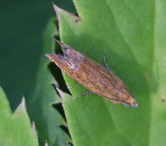 Lathronympha