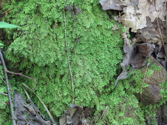 Trichocolea tomentella