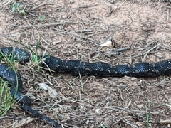 Pantherophis obsoletus
