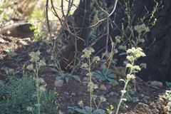 Phacelia