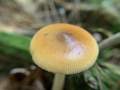 Amanita fulva