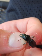 Scarites subterraneus