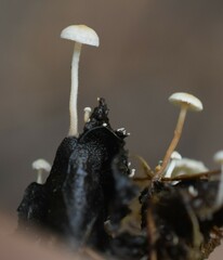 Collybia
