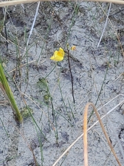 Utricularia ochroleuca