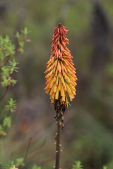 Kniphofia vandeweghei