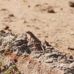 Uta stansburiana elegans