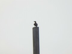 Colaptes campestris campestroides