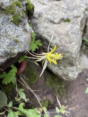 Aquilegia longissima