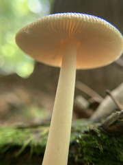 Amanita fulva