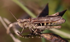 Chorthippus biguttulus
