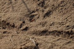 Dasymutilla bioculata