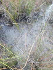 Utricularia ochroleuca