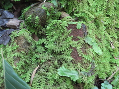 Trichocolea tomentella