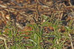 Amaranthus muricatus