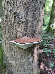 Ganoderma