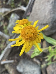 Hymenoxys hoopesii