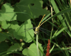 Onychogomphus forcipatus