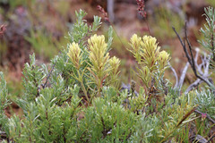 Castilleja thompsonii