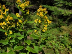 Solidago macrophylla