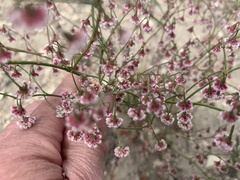 Eriogonum microtheca