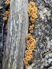 Xeromphalina