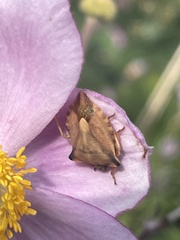 Carpocoris fuscispinus