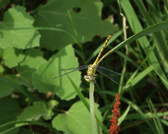 Onychogomphus forcipatus