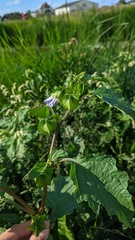 Nicandra physalodes