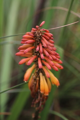 Kniphofia vandeweghei