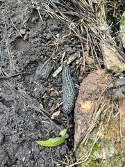 Limax maximus
