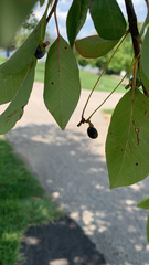 Chionanthus virginicus