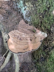 Ganoderma