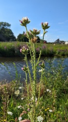 Carduus tenuiflorus