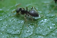 Lasius